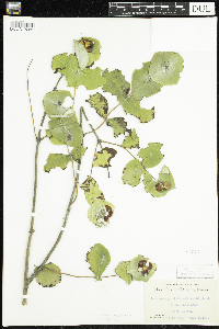 Lonicera reticulata image