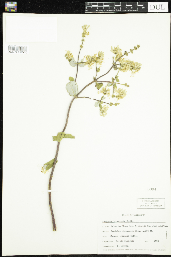 Lonicera interrupta image