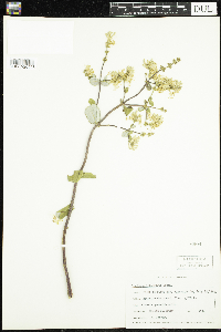 Media resource of Lonicera interrupta