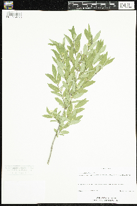 Media resource of Lonicera x salicifolia