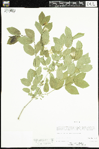 Lonicera x bella image