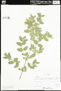 Lonicera x bella image