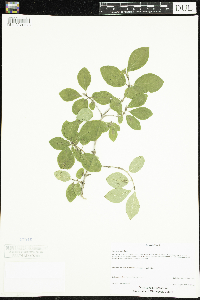Lonicera x bella image
