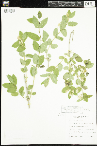 Lonicera x bella image