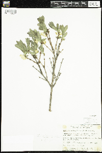 Lonicera caerulea image