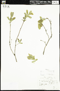Lonicera caerulea image