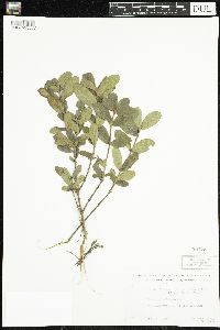 Lonicera caerulea image