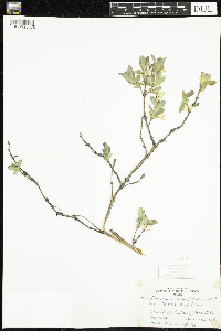 Lonicera caerulea image