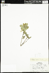Lonicera caerulea image
