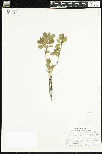 Lonicera caerulea image