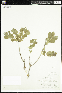 Lonicera caerulea image