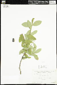 Lonicera caerulea image
