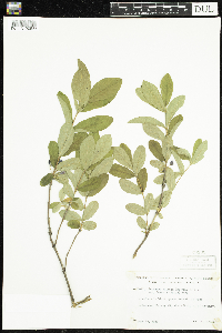 Lonicera caerulea image