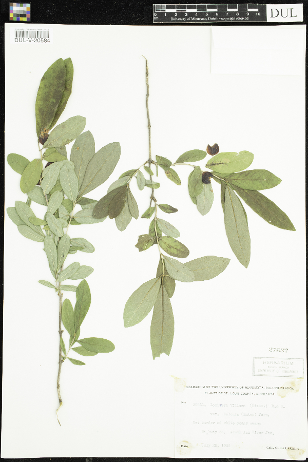 Lonicera caerulea image
