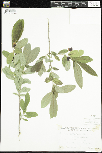 Thumbnail image of current specimen