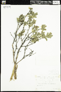 Lonicera caerulea image