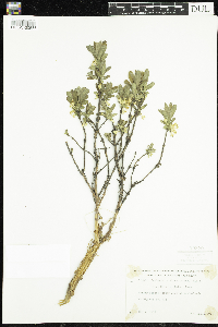 Lonicera caerulea image
