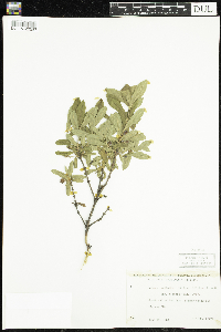Lonicera caerulea image