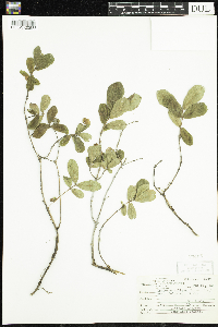 Lonicera caerulea image