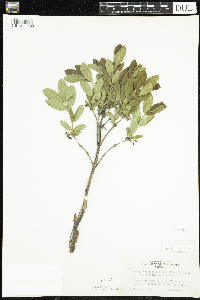 Lonicera caerulea image