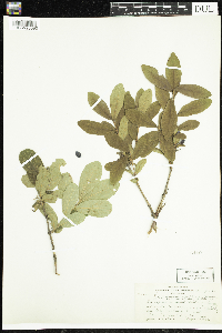 Lonicera caerulea image