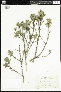 Lonicera caerulea image