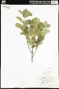 Lonicera caerulea image