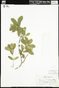 Lonicera caerulea image