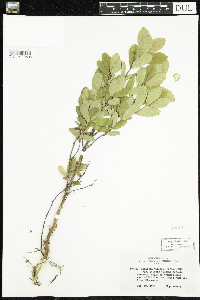 Lonicera caerulea image