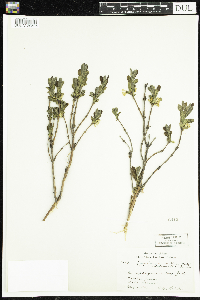 Lonicera caerulea image
