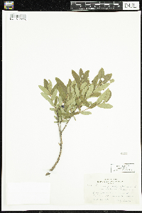 Lonicera caerulea image