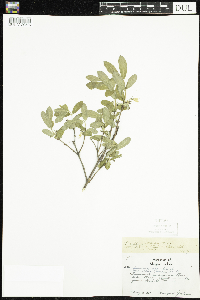 Lonicera caerulea image