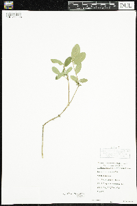 Lonicera caerulea image
