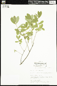 Lonicera caerulea image