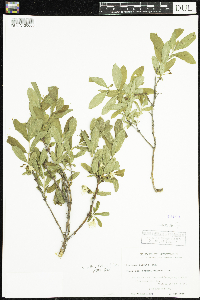 Lonicera caerulea image