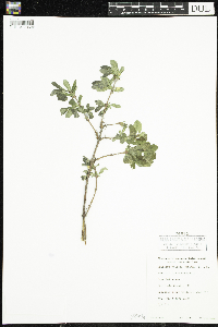 Lonicera caerulea image