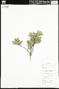 Lonicera caerulea image