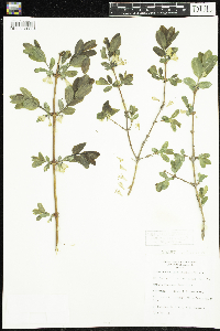 Lonicera caerulea image