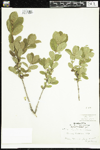 Lonicera caerulea image