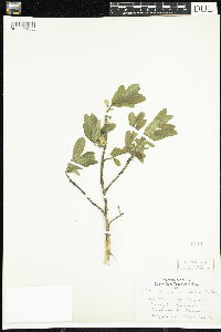 Lonicera caerulea image
