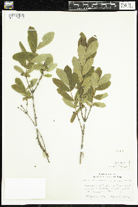 Lonicera caerulea image
