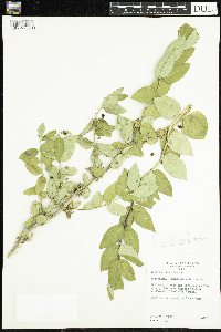 Lonicera tatarica image