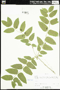 Lonicera tatarica image