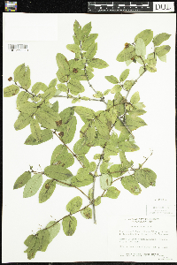 Lonicera tatarica image