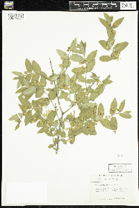 Lonicera tatarica image