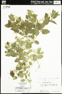 Lonicera tatarica image