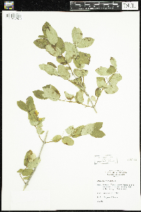 Lonicera tatarica image