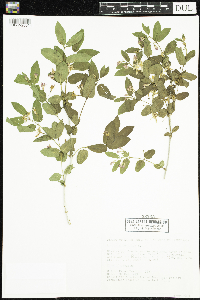 Lonicera tatarica image