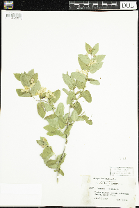 Lonicera tatarica image