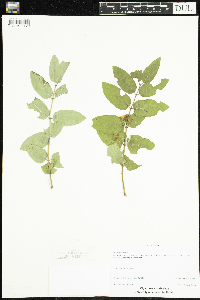 Lonicera tatarica image